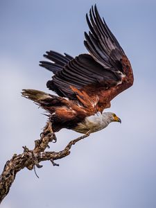 Preview wallpaper orlagn, bird, predator, branch, wings