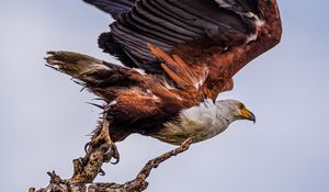 Preview wallpaper orlagn, bird, predator, branch, wings