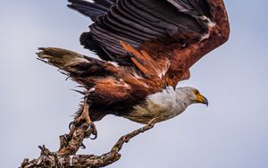 Preview wallpaper orlagn, bird, predator, branch, wings