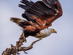 Preview wallpaper orlagn, bird, predator, branch, wings