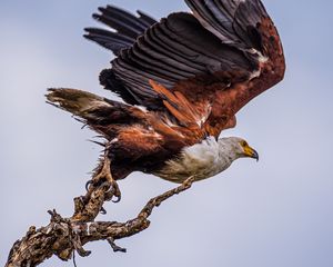 Preview wallpaper orlagn, bird, predator, branch, wings