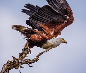 Preview wallpaper orlagn, bird, predator, branch, wings