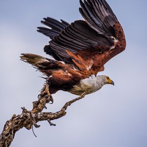 Preview wallpaper orlagn, bird, predator, branch, wings