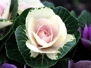 Preview wallpaper ornamental cabbage, flowering, flowerbed, two-tone