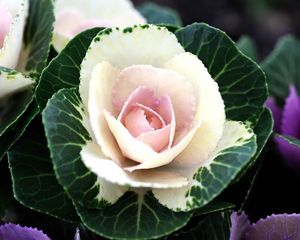 Preview wallpaper ornamental cabbage, flowering, flowerbed, two-tone