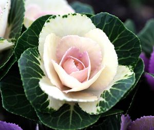 Preview wallpaper ornamental cabbage, flowering, flowerbed, two-tone