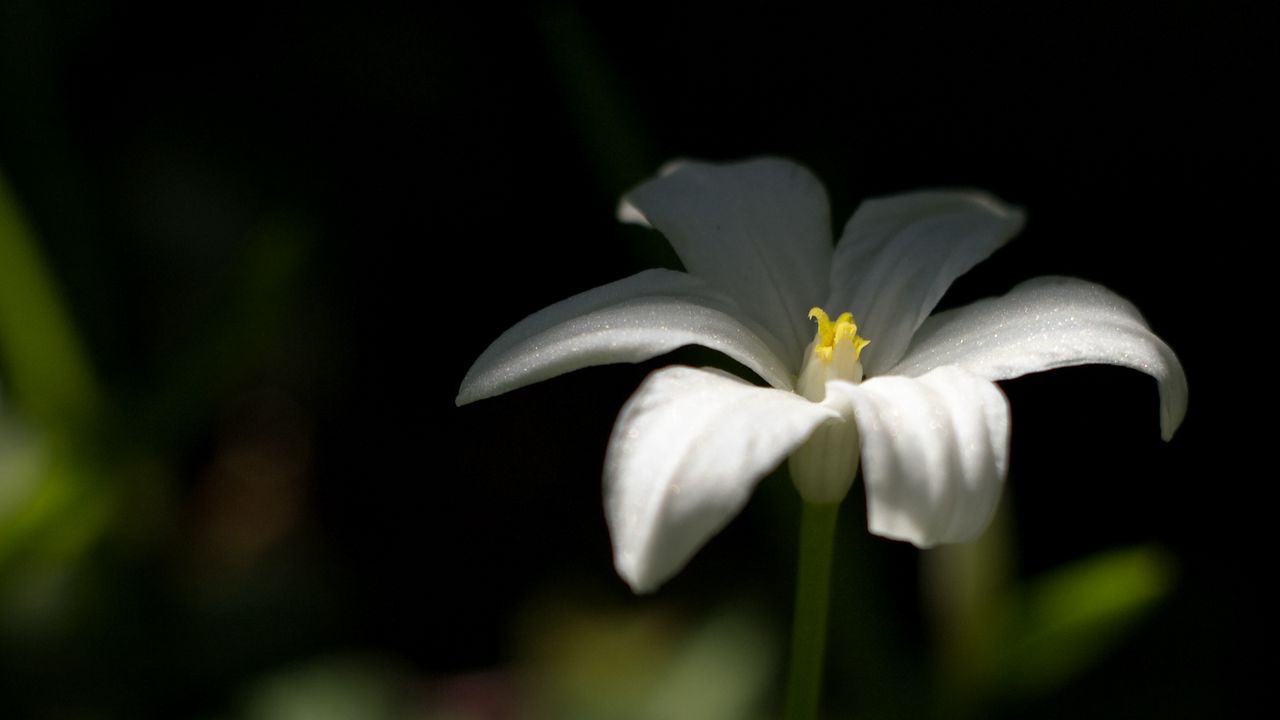 Wallpaper ornithogalum, flower, petals, white, blur