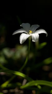 Preview wallpaper ornithogalum, flower, petals, white, blur