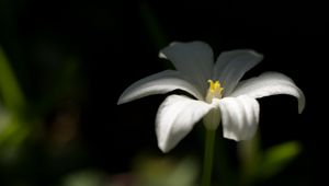 Preview wallpaper ornithogalum, flower, petals, white, blur