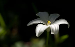 Preview wallpaper ornithogalum, flower, petals, white, blur