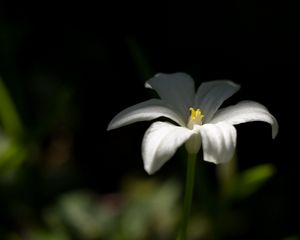 Preview wallpaper ornithogalum, flower, petals, white, blur