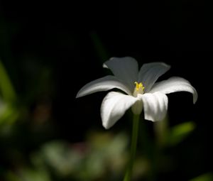 Preview wallpaper ornithogalum, flower, petals, white, blur