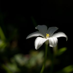 Preview wallpaper ornithogalum, flower, petals, white, blur