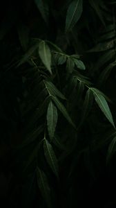 Preview wallpaper osier, branches, leaves, dark
