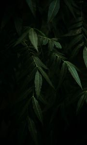 Preview wallpaper osier, branches, leaves, dark