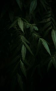 Preview wallpaper osier, branches, leaves, dark