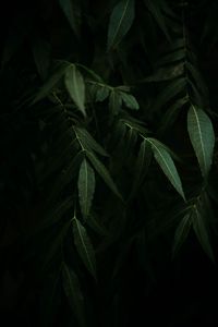 Preview wallpaper osier, branches, leaves, dark