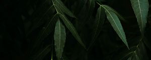 Preview wallpaper osier, branches, leaves, dark