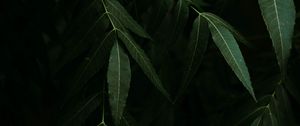 Preview wallpaper osier, branches, leaves, dark