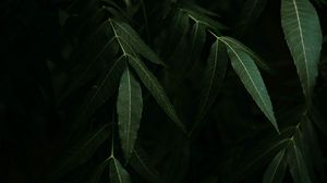 Preview wallpaper osier, branches, leaves, dark
