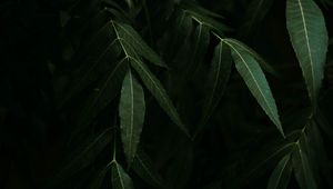 Preview wallpaper osier, branches, leaves, dark