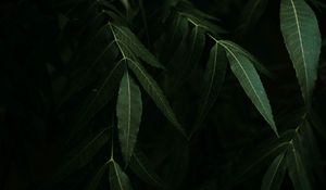 Preview wallpaper osier, branches, leaves, dark