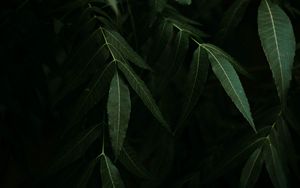 Preview wallpaper osier, branches, leaves, dark