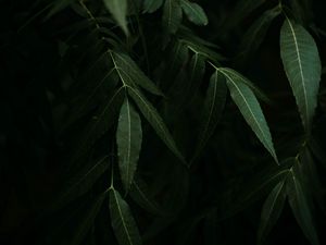 Preview wallpaper osier, branches, leaves, dark