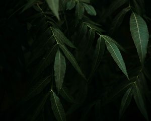 Preview wallpaper osier, branches, leaves, dark