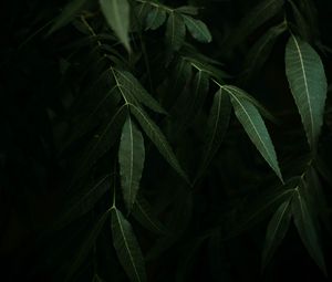 Preview wallpaper osier, branches, leaves, dark