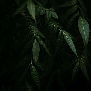 Preview wallpaper osier, branches, leaves, dark