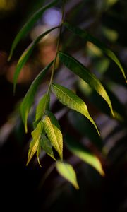 Preview wallpaper osier, leaves, branch, macro