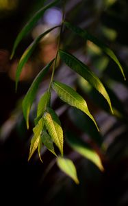 Preview wallpaper osier, leaves, branch, macro
