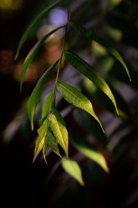Preview wallpaper osier, leaves, branch, macro