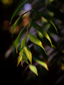 Preview wallpaper osier, leaves, branch, macro