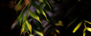 Preview wallpaper osier, leaves, branch, macro