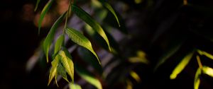 Preview wallpaper osier, leaves, branch, macro