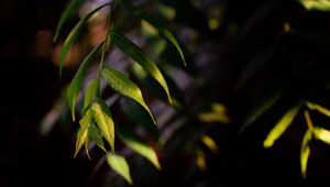Preview wallpaper osier, leaves, branch, macro