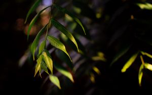 Preview wallpaper osier, leaves, branch, macro