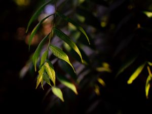 Preview wallpaper osier, leaves, branch, macro