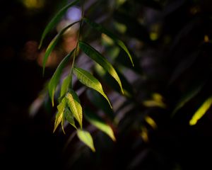 Preview wallpaper osier, leaves, branch, macro