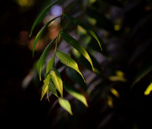 Preview wallpaper osier, leaves, branch, macro