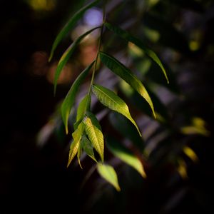 Preview wallpaper osier, leaves, branch, macro