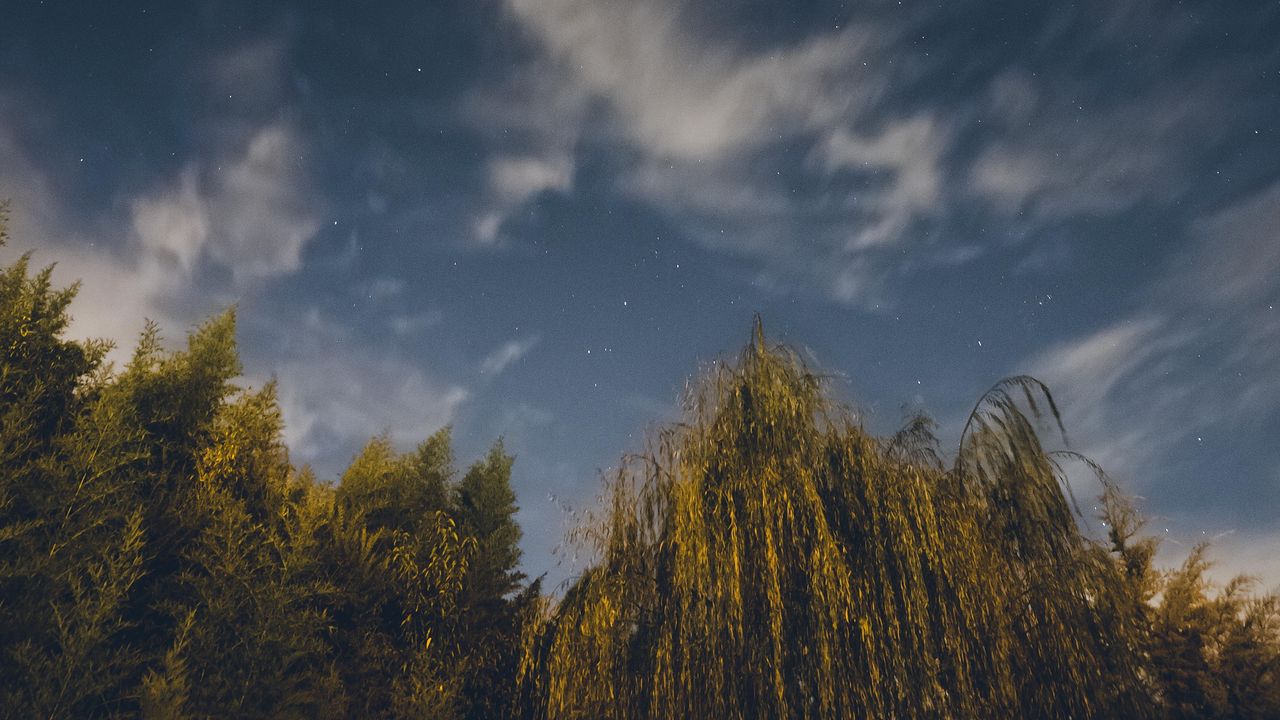 Wallpaper osier, starry sky, stars, night