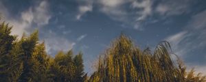 Preview wallpaper osier, starry sky, stars, night