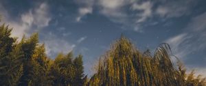 Preview wallpaper osier, starry sky, stars, night