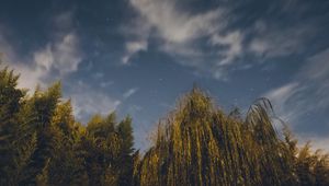 Preview wallpaper osier, starry sky, stars, night