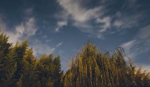 Preview wallpaper osier, starry sky, stars, night