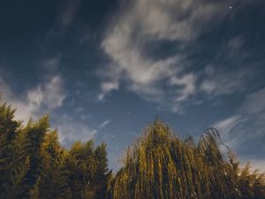 Preview wallpaper osier, starry sky, stars, night