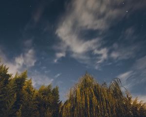 Preview wallpaper osier, starry sky, stars, night